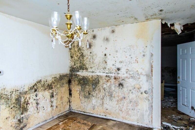 Mold Removal Service vs. DIY: What Works Best for Your Home